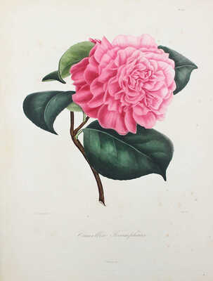 [Берлез Л. Иконография рода камелий или описание и изображения самых красивых и редких камелий... В 3 т.]. 